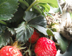 カラダ☆メンテナンスデー