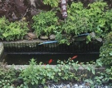 新発見と８月のヨガクラスご案内