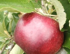 りんご狩り　2014