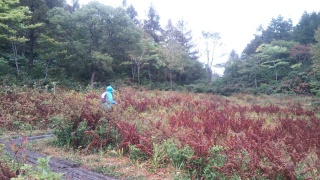 斑尾トレイル 湿原