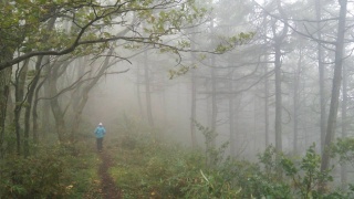 斑尾トレイル 霧