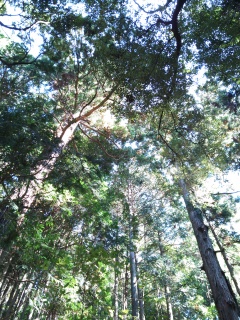 つくば山木漏れ日