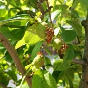 『実り』と 来月からのyogaサークル