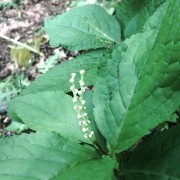 登山レポート☆鳳凰三山