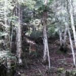 鳳凰三山2 シカ