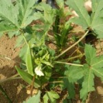 家庭菜園オクラ