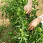 家庭菜園ピーマン