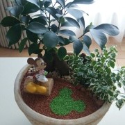 我が家にガジュマルがやってきた♪