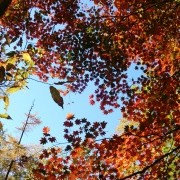 紅葉に感動、大菩薩岳