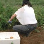 じゃがいも掘り２