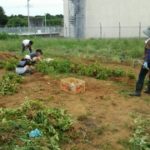 じゃがいも掘り３